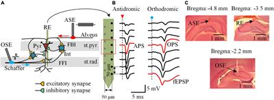 Suppression of Neuronal Firing Following Antidromic High-Frequency Stimulations on the Neuronal Axons in Rat Hippocampal CA1 Region